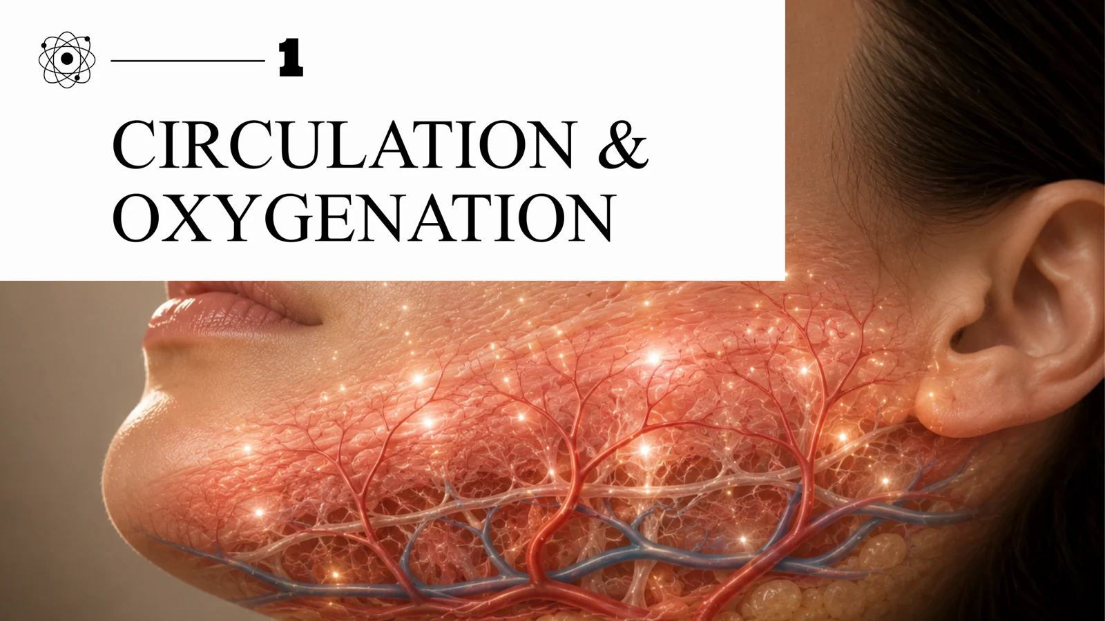 Illustration of circulation & oxygenation