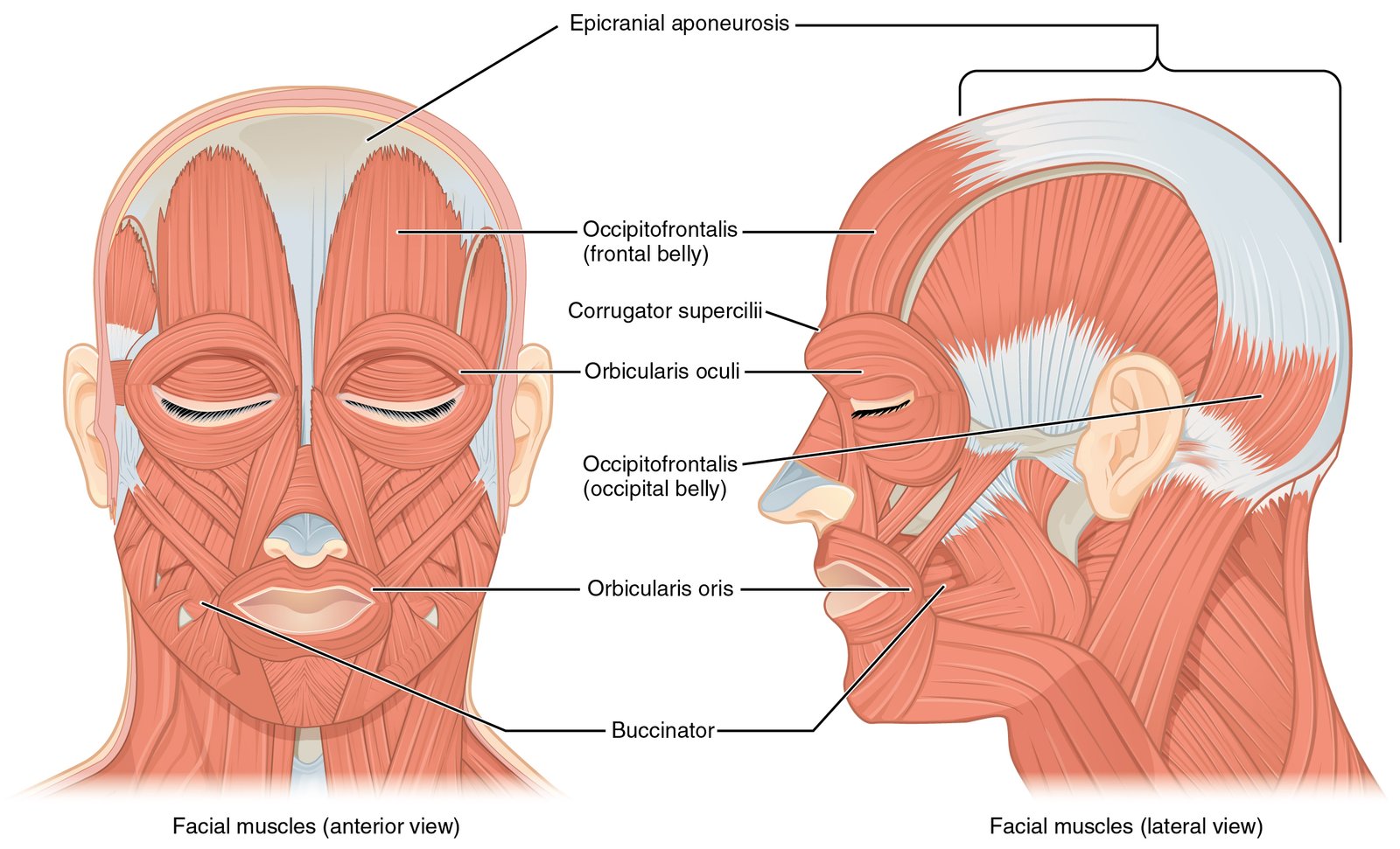 Anatomical front and side views of the muscles of facial expression